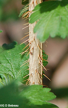 Missouri Gooseberry thorns