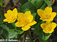 Marsh Marigold