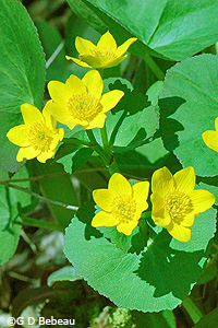 Marsh Marigold