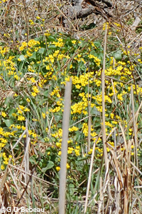 Marsh Marigold group