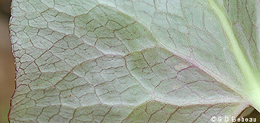 leaf underside