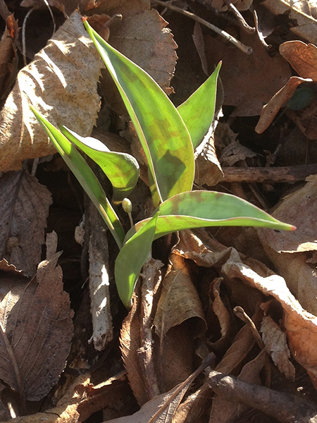 <figcaption>Minnesota Dwarf trout lily with floral anomaly</figcaption>