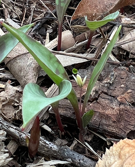 Mn dwarf troutlily in bloom