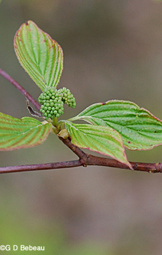 Pagoda Dogwood early leaf