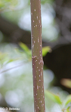 Pagoda dogwood stem