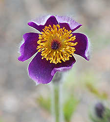 Pasque Flower