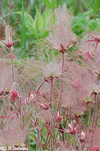 Prairie Smoke