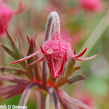 Prairie Smoke