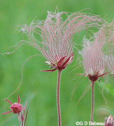 Prairie Smoke