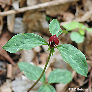 Prairie Trillium