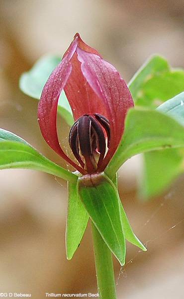 Prairie Trillium