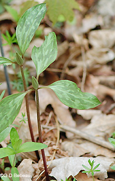 Prairie Trillium buds