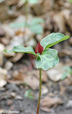 Prairie Trillium