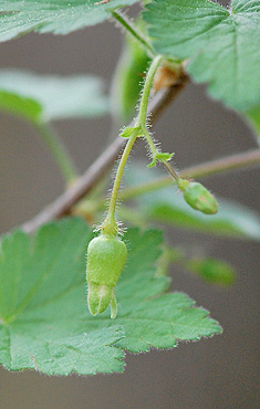 Prickly Gooseberry