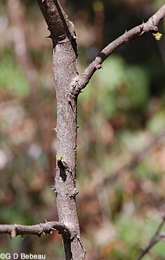 Prickly ash trunk