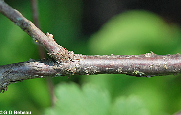 Prickly gooseberry twig