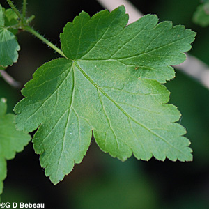 Prickly gooseberry leaf