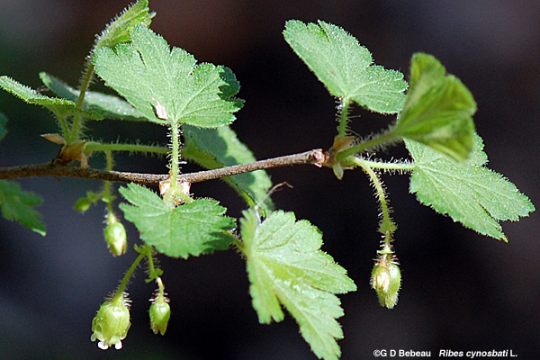 Prickly Gooseberry branch