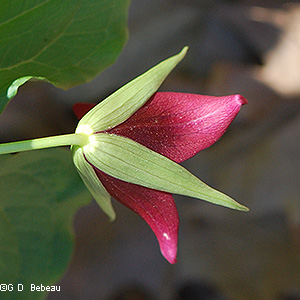 sepals