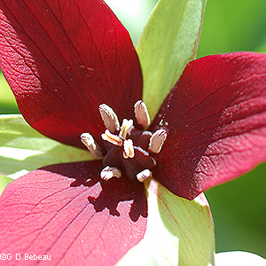 flower details