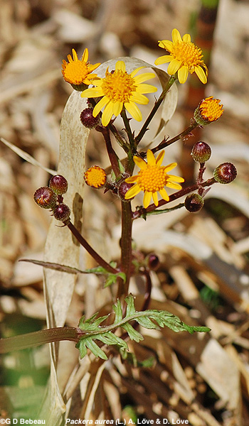 Golden Ragwort