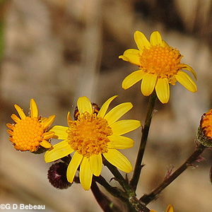 Golden Ragwort