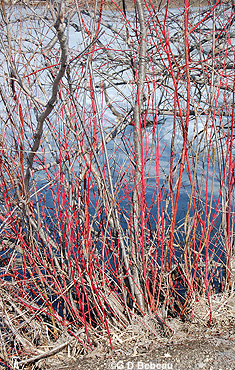 Red Osier dogwood Stems