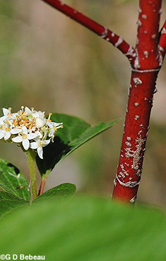 Red Osier Dogwood Stem detail