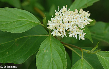 Red-osier Dogwood