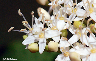 red osier dogwood flowers