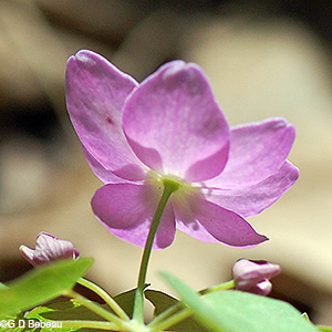 Rue Anemone sepals