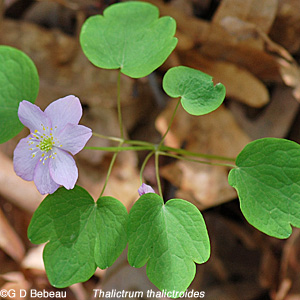 Rue Anemone leaf whorl