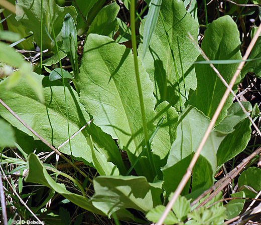 Shooting star basal leaf