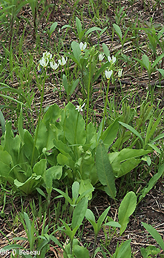 plant flowering after burn