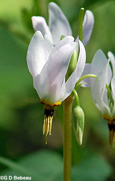 Shooting star flower