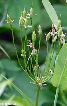 Shooting Star seed head
