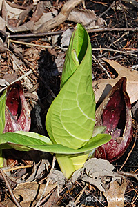 Skunk Cabbage