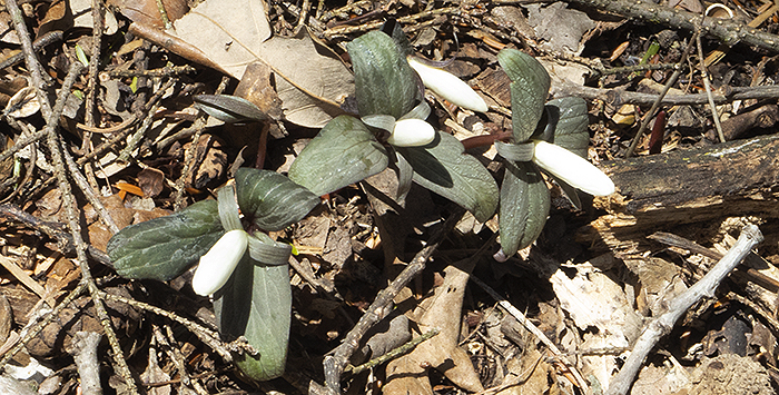 Snow Trillium in bud