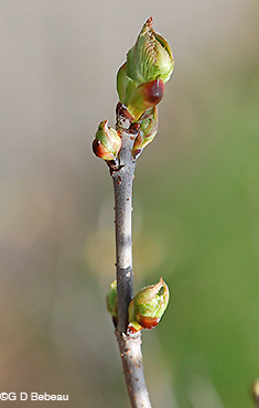 Southern Arrowwood twig