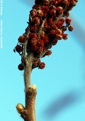 Staghorn sumac twig