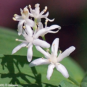 Starry False Solomon's Seal flower