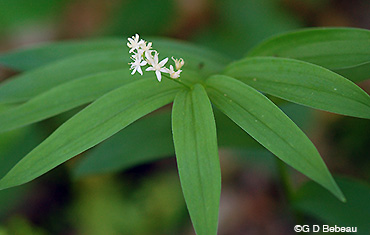Starry False Solomon's Seal leaves