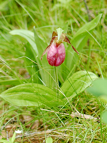 Stemless lady's-slipper