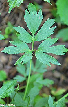 Basal leaf
