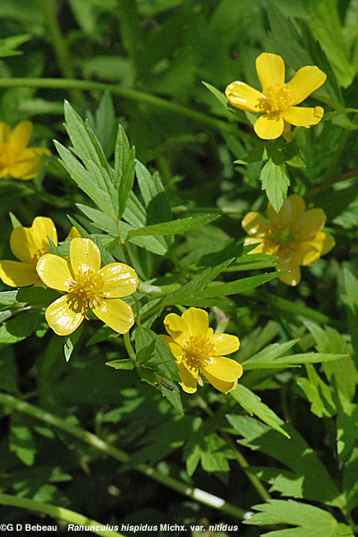 Swamp Buttercup