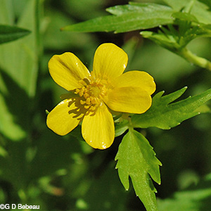 Swamp Buttercup flower