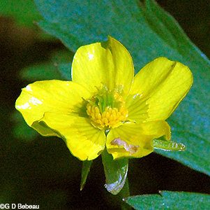 Swamp buttercup flower