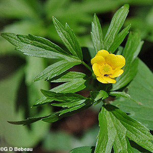 Swamp Buttercup