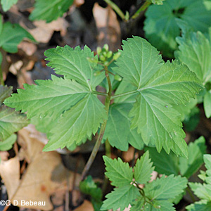 Toothwort stem leaf