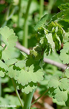 Bud and leaves